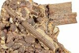 Dinosaur Tendon and Bones in Sandstone - Wyoming #265536-3